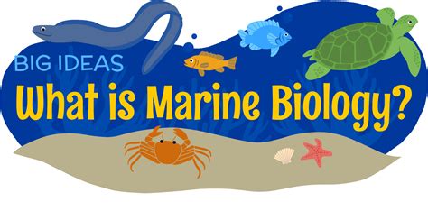 marine biology clipart 10 free Cliparts | Download images on Clipground ...