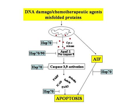 Hsp70 Activity & Expression Inhibitors | Sloan Kettering Institute