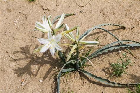 Anza-Borrego Desert State Park Wildflowers Bloom 2023 Guide - The National Parks Experience