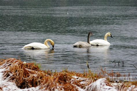 Three Swimming Swans Photograph by Steve Speights - Fine Art America