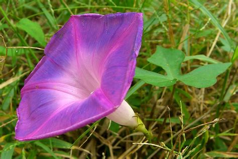 Ocean Blue Morning Glory | Scientific Name: Ipomoea indica (… | Flickr