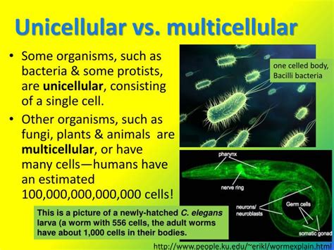 PPT - Chapter 4 CELLS Accelerated Biology PowerPoint Presentation - ID ...