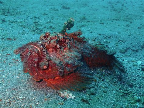 Synanceia horrida-1 | Pantai Parigi, Lembeh -150518 | Patomarazul | Flickr