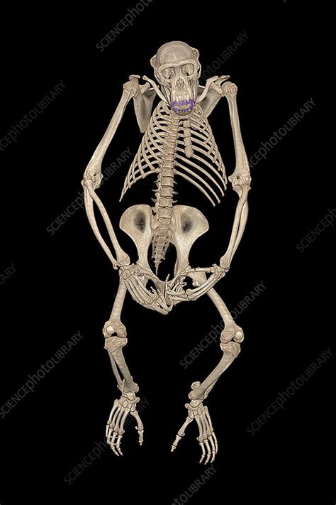 Chimpanzee skeleton, CT scan - Stock Image - C025/4097 - Science Photo Library