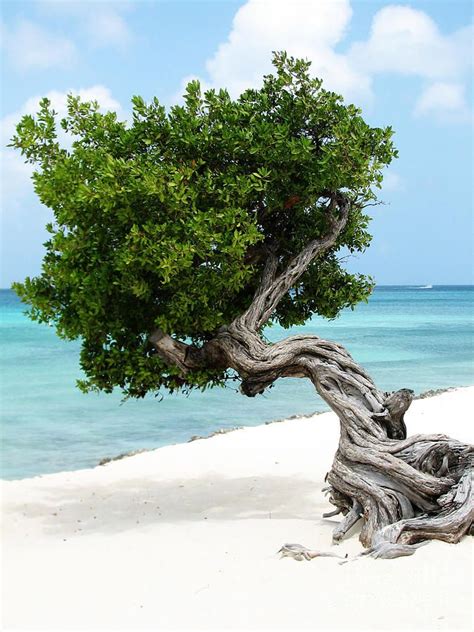 Aruba Photograph - Divi Divi Tree In Aruba by DejaVu Designs | Weird ...