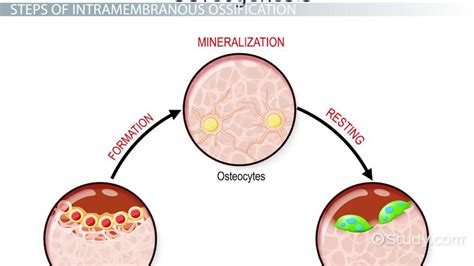 Intramembranous Ossification Steps