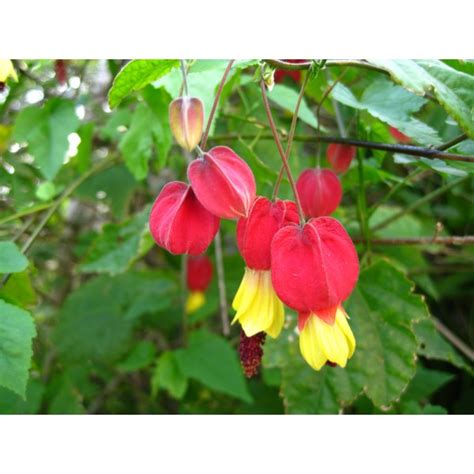 Abutilon Megapotamicum Seeds (Chinese Lantern, Flowering Maple Seeds)