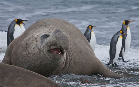 Southern Elephant Seal (Mirounga leonina) and King Penguins ...