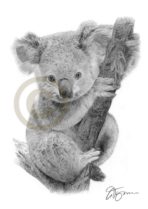 Baby Koala Bear pencil drawing by artist Gary Tymon | Koala drawing, Koala tattoo, Baby koala