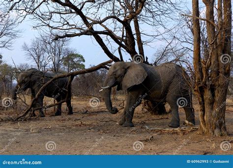 Two African elephants stock image. Image of large, elephant - 60962993