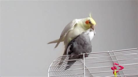 Cockatiels Mating: Roméo and Margarita - YouTube