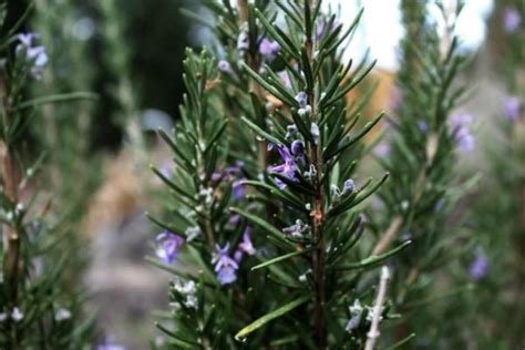 13 Different Types of Rosemary Plants - With Photos