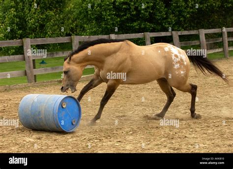 Buckskin Appaloosa stallion running and playing with barrel and ball ...