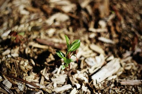 Best Mulch For Vegetable Garden ( Top 10 Mulches ) » Off Grid Grandpa