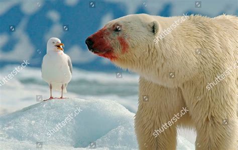 Polar Bear Blood Covered Face Eats Editorial Stock Photo - Stock Image | Shutterstock