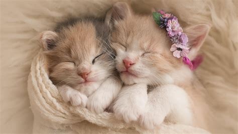 funny, cute, kittens, cat, tabby, white, cats, orange, sleeping, two ...