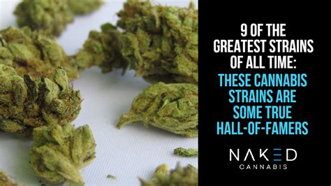 9 of the Greatest Strains of All Time: Legendary Marijuana Strains