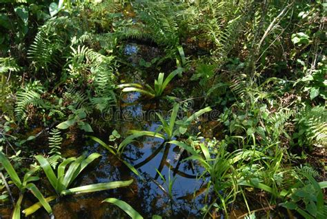 Lilly in the Everglades Swamp Water Stock Photo - Image of plants, moving: 88723380