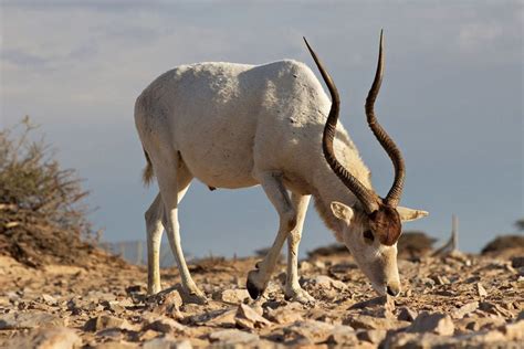 10 Amazing African Horned Animals In The World - Red Rock Scenic By Way