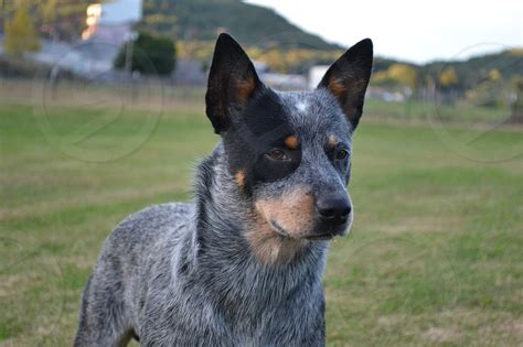 adult blue merle Australian cattle dog by Justin King. Photo stock ...