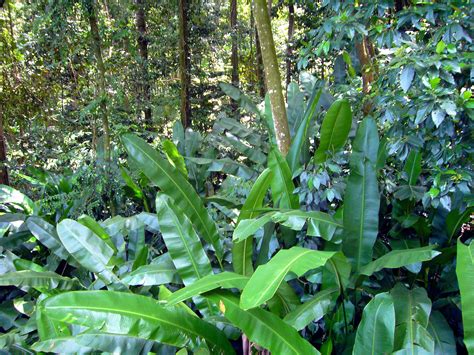 File:Babonneau rainforest St Lucia.jpg - Wikimedia Commons