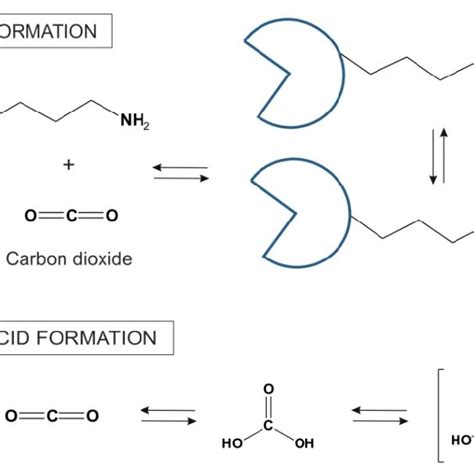 Carbamate synthesis in reaction between CO 2 and lysine side chains on ...