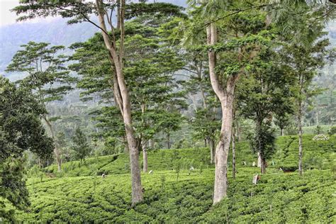 Tea Plantation, Sri Lanka