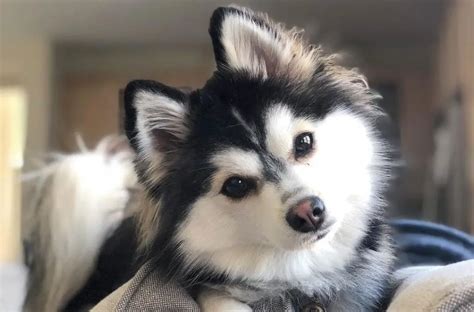 Pomsky - 12 Surprising Facts About Pomeranian Husky Mix