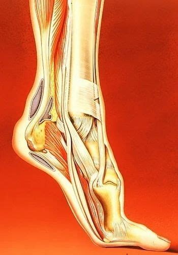 Calcaneal Spur at best price in Noida by Jha Homeopathic Hospital | ID: 6992384430