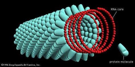 Tobacco mosaic virus | plant virus | Britannica.com