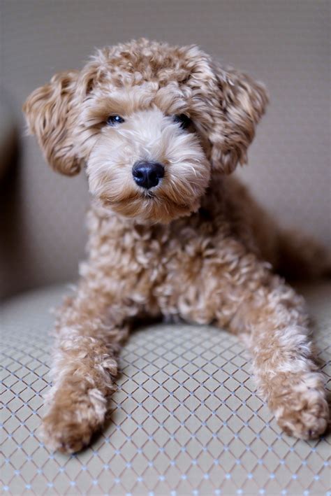 Pin by Jessica Cotto on Schnoodle Haircuts | Schnoodle dog, Schnoodle ...