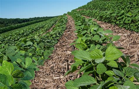 Soybean Planting: Intercropping and Rotations | EcoFarming Daily