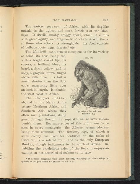 Figure 472. Mandrill - Science History Institute Digital Collections