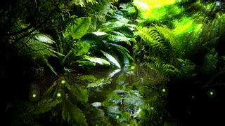 Live video wallpaper nature on the desktop