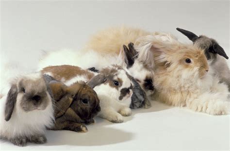 An Overview of Rabbit Fur Colors and Patterns