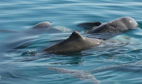 Australian Snubfin Dolphin – "OCEAN TREASURES" Memorial Library