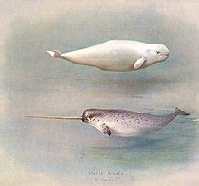 Narvalo - Narwhal - qaz.wiki