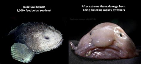 Blobfish - Are blob fish real? What is the ugliest animal? - SeaFish