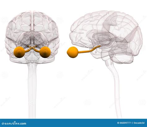 Optical Nerve Brain Anatomy - 3d Illustration Stock Illustration ...