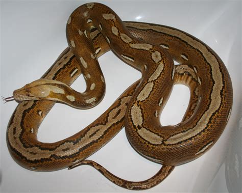 SE England Reticulated python morphs for sale - Adults and babies some reduced - Reptile Forums