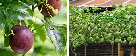 Top Tips for Growing Passionfruit | Flower Power