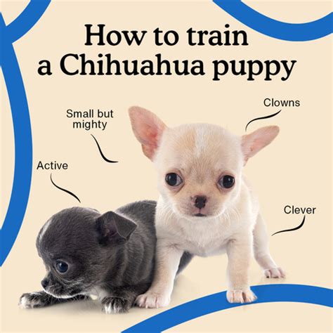 How to Train a Chihuahua Puppy | Complete Training Guide