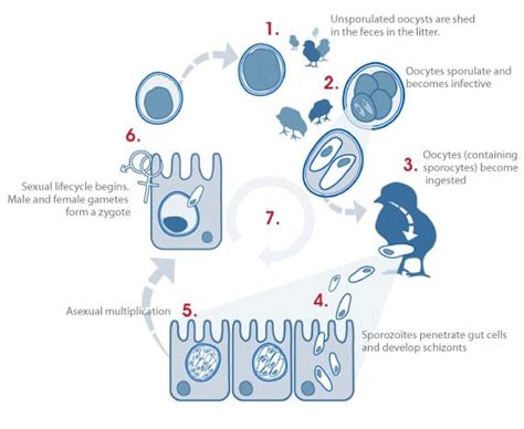 Lifecycle / Coccidiosis / Immucox