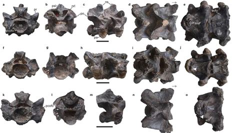 Fossils of colossal prehistoric snake named Vasuki…