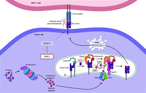 Function of Human Leukocyte Antigen Class I Antigen-Processing... | Download Scientific Diagram