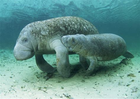 manatee amazon endangered species : Biological Science Picture ...