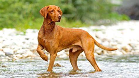 Russian Setter vs Hungarian Vizsla - Breed Comparison