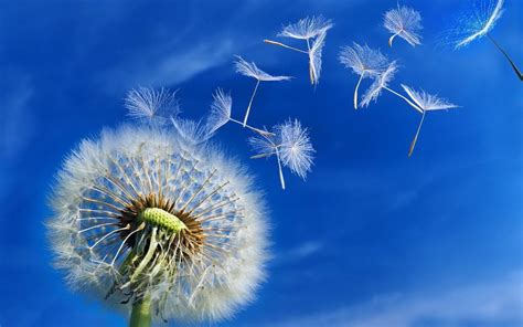 Blowing Dandelion Wallpaper (71+ images)