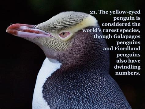 25 Fun Penguin Facts About Everyone's Favorite Flightless Birds