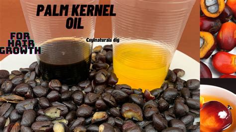 Homemade palm kernel oil/ how to make clear organic palm kernel oil ...